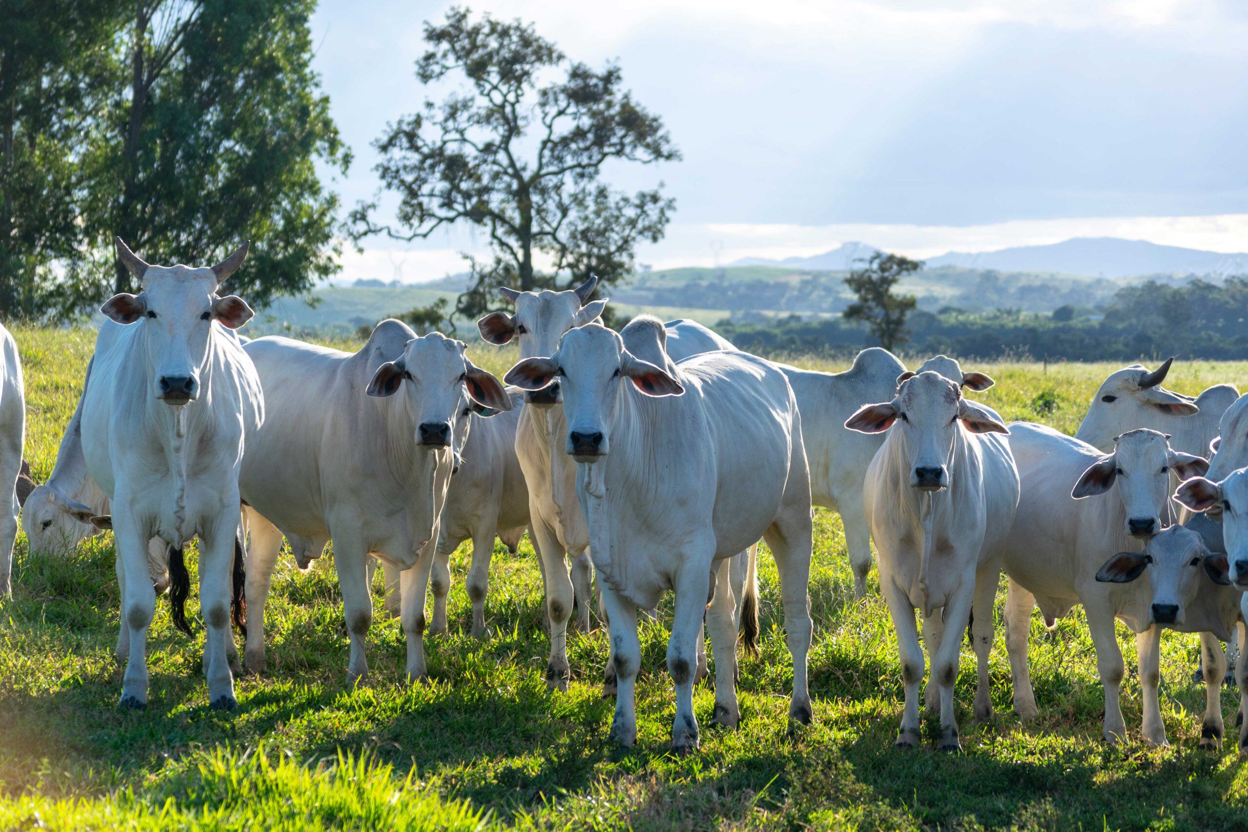 vacas2-scaled